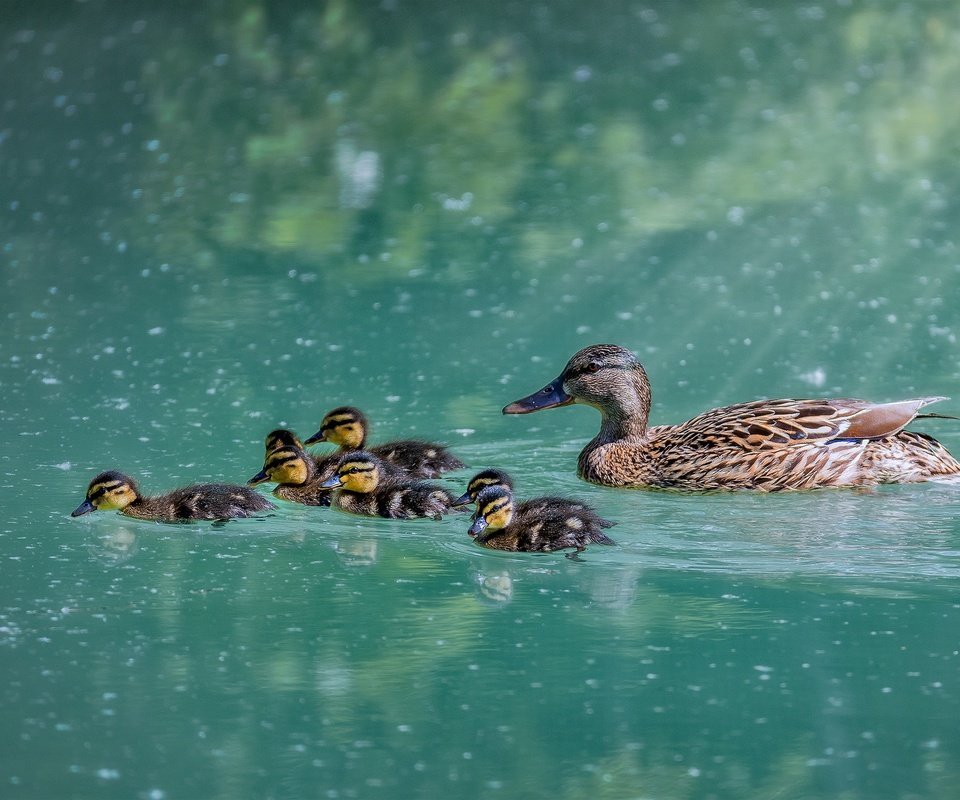 Обои вода, озеро, птицы, клюв, перья, утки, плывут, water, lake, birds, beak, feathers, duck, float разрешение 2048x1387 Загрузить