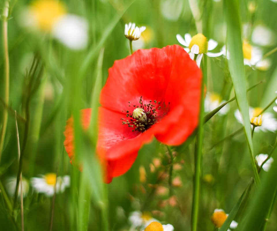 Обои цветы, трава, цветок, лепестки, красный, мак, ромашки, белые, flowers, grass, flower, petals, red, mac, chamomile, white разрешение 2880x1920 Загрузить