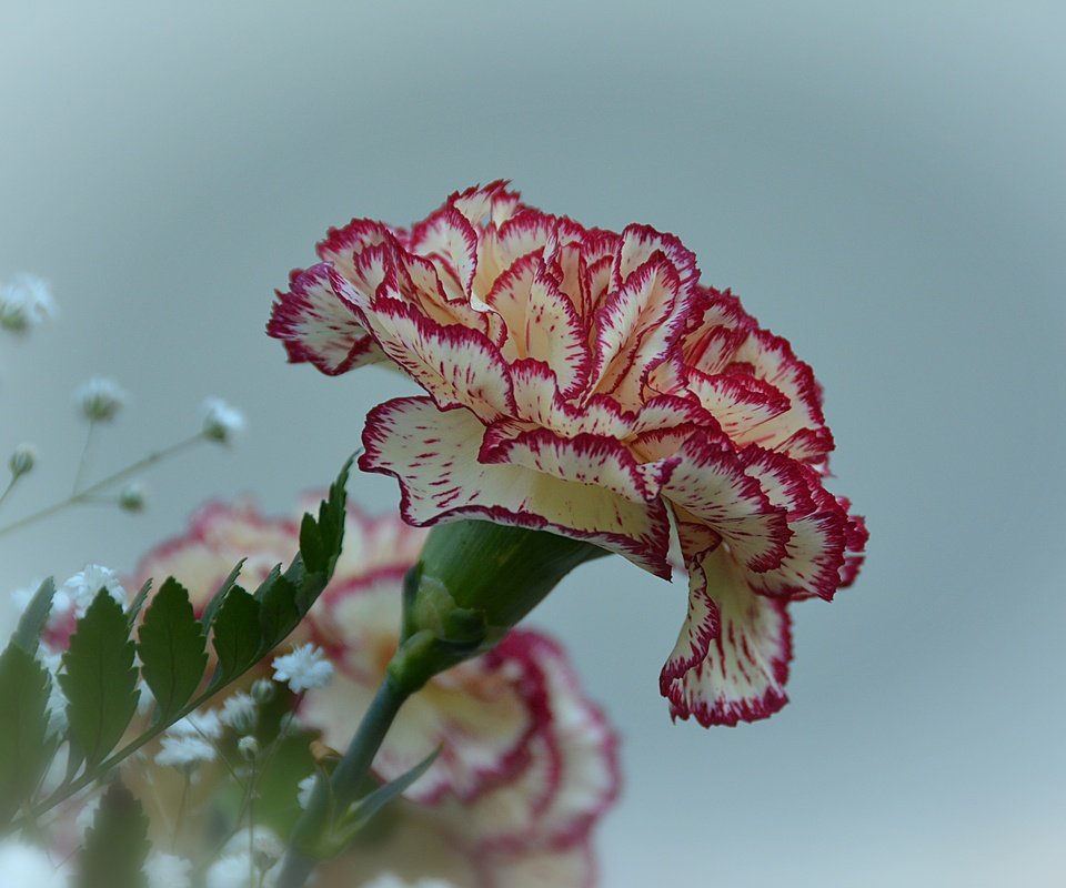 Обои цветы, цветок, гвоздика, гипсофила, flowers, flower, carnation, gypsophila разрешение 6000x4000 Загрузить