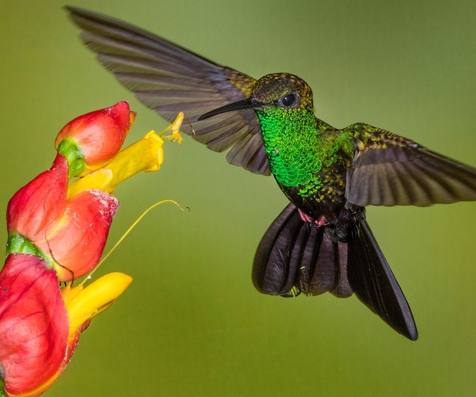 Обои цветок, крылья, птица, клюв, колибри, колибри-халибура, flower, wings, bird, beak, hummingbird, hummingbird-chalybura разрешение 2048x1307 Загрузить