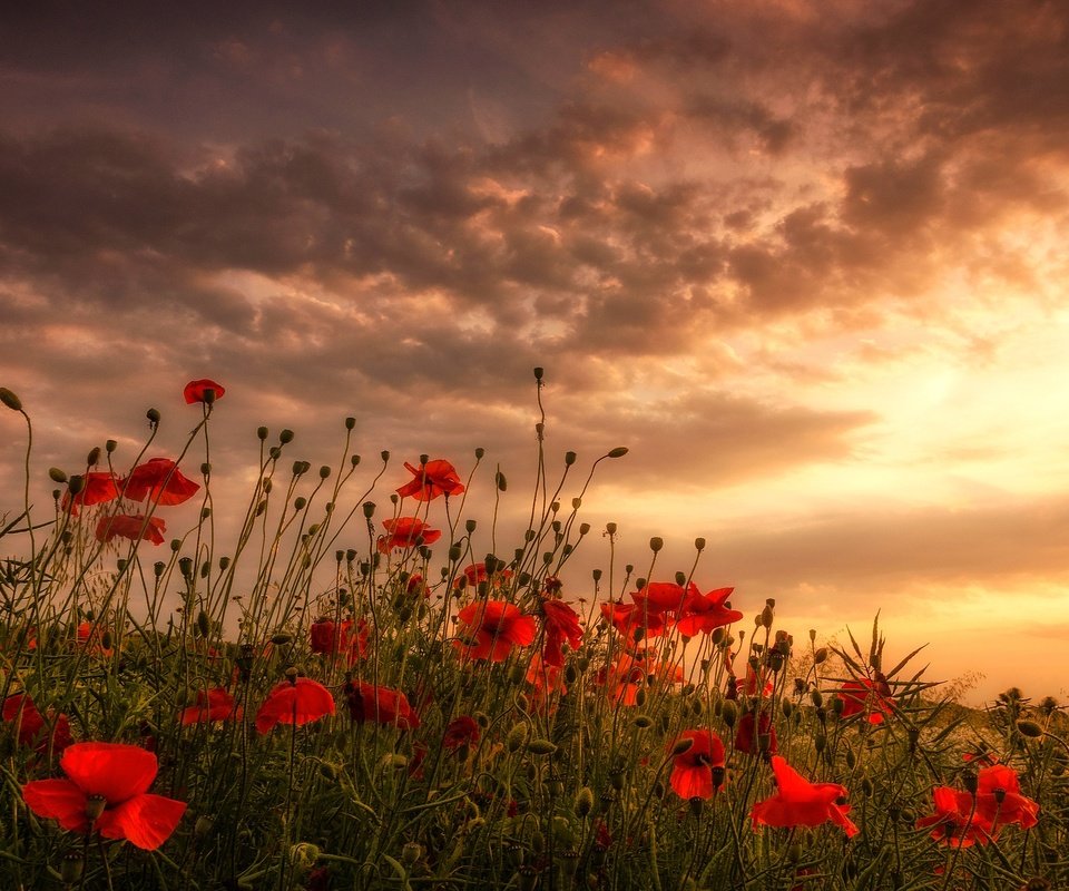 Обои цветы, облака, поле, красные, маки, луг, flowers, clouds, field, red, maki, meadow разрешение 2048x1263 Загрузить