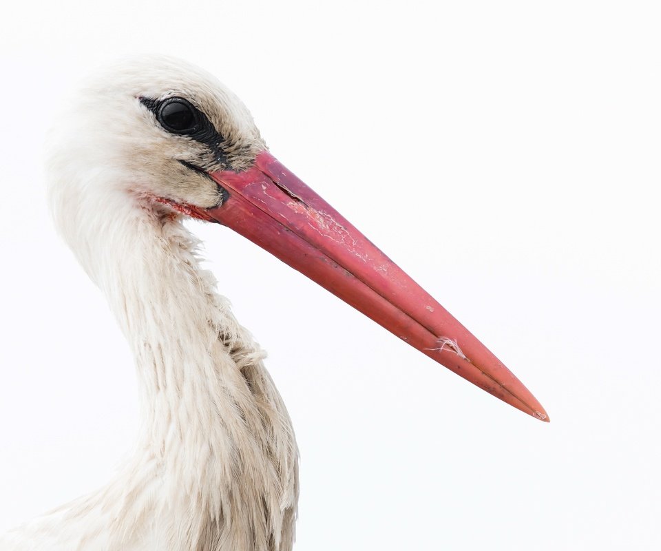 Обои фон, белый, птица, клюв, перья, белый фон, аист, background, white, bird, beak, feathers, white background, stork разрешение 2400x1490 Загрузить