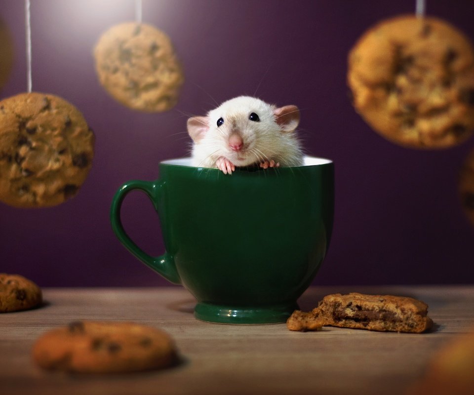 Обои морда, взгляд, кружка, мышь, печенье, мышка, крыска, face, look, mug, mouse, cookies, rat разрешение 2048x1365 Загрузить