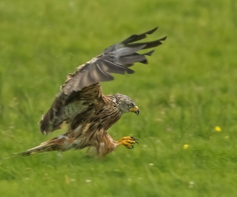 Обои крылья, хищник, птица, коршун, охота, красный коршун, wings, predator, bird, kite, hunting, red kite разрешение 2048x1330 Загрузить