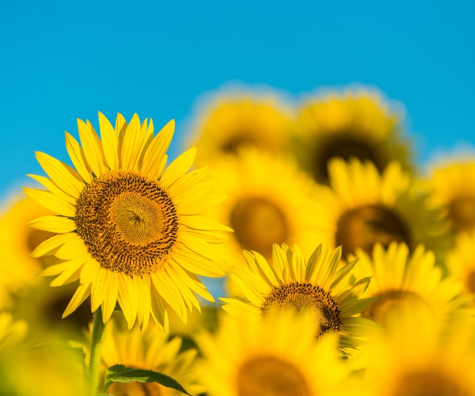 Обои небо, лепестки, размытость, подсолнухи, желтые цветы, the sky, petals, blur, sunflowers, yellow flowers разрешение 7360x4912 Загрузить