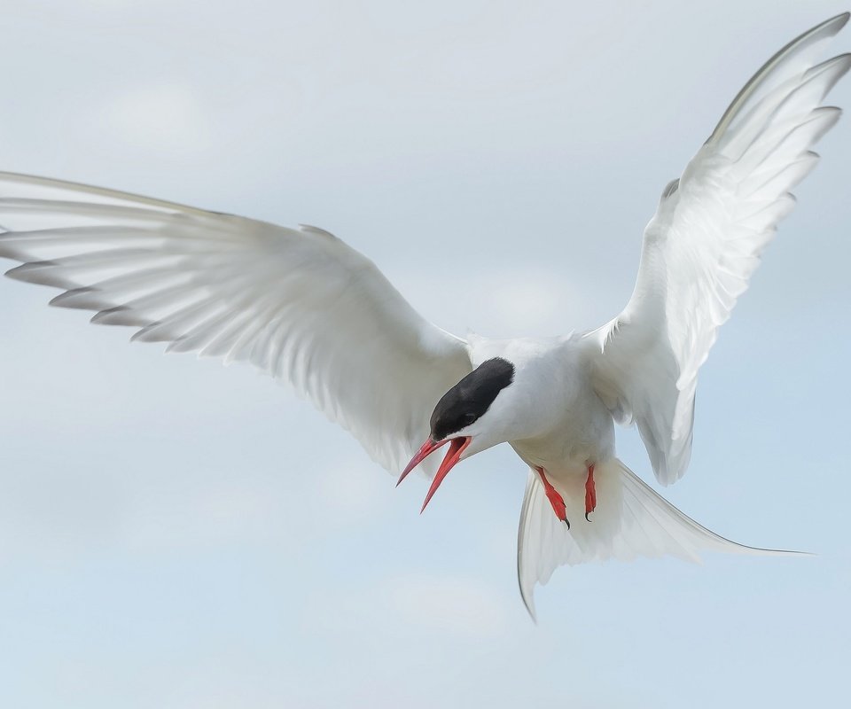 Обои полет, крылья, птица, клюв, хвост, полярная крачка, flight, wings, bird, beak, tail, arctic tern разрешение 2048x1296 Загрузить