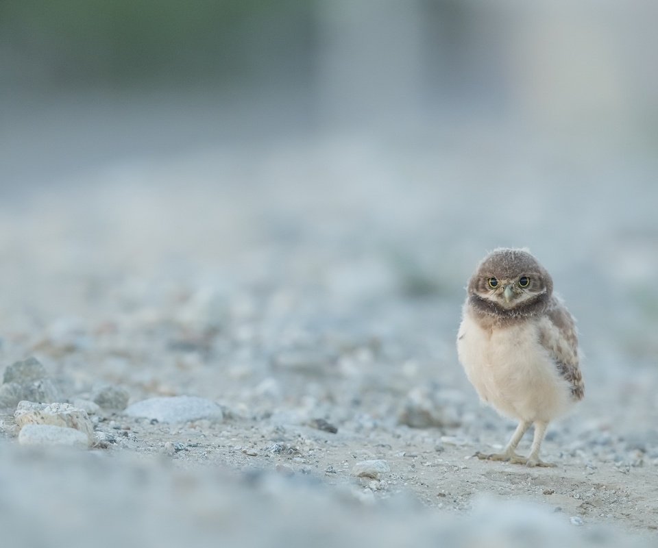 Обои сова, природа, птица, сыч, кроличий сыч, owl, nature, bird, burrowing owl разрешение 2048x1367 Загрузить