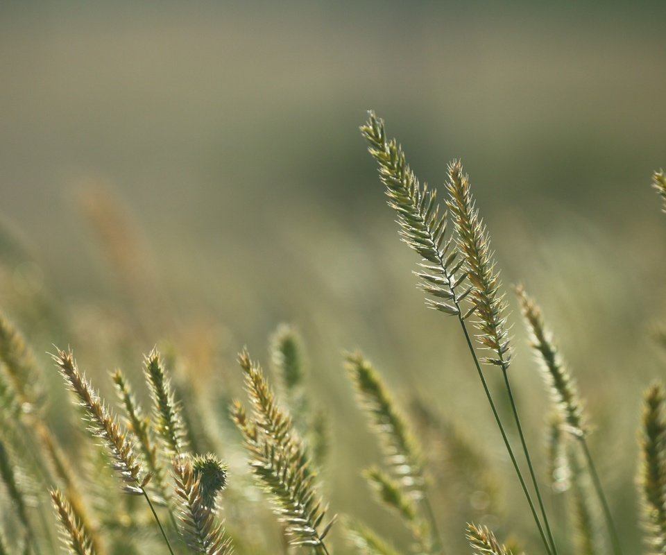 Обои трава, природа, фон, лето, колоски, стебли, grass, nature, background, summer, spikelets, stems разрешение 1920x1280 Загрузить