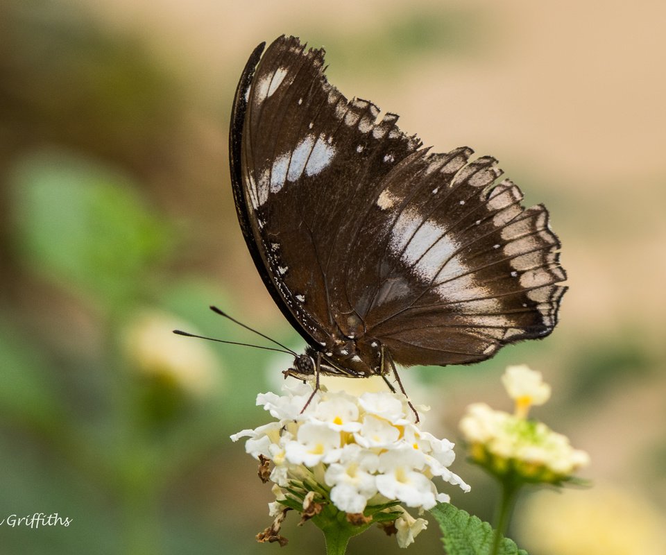 Обои цветы, природа, насекомое, бабочка, крылья, lynn griffiths, flowers, nature, insect, butterfly, wings разрешение 4356x2904 Загрузить