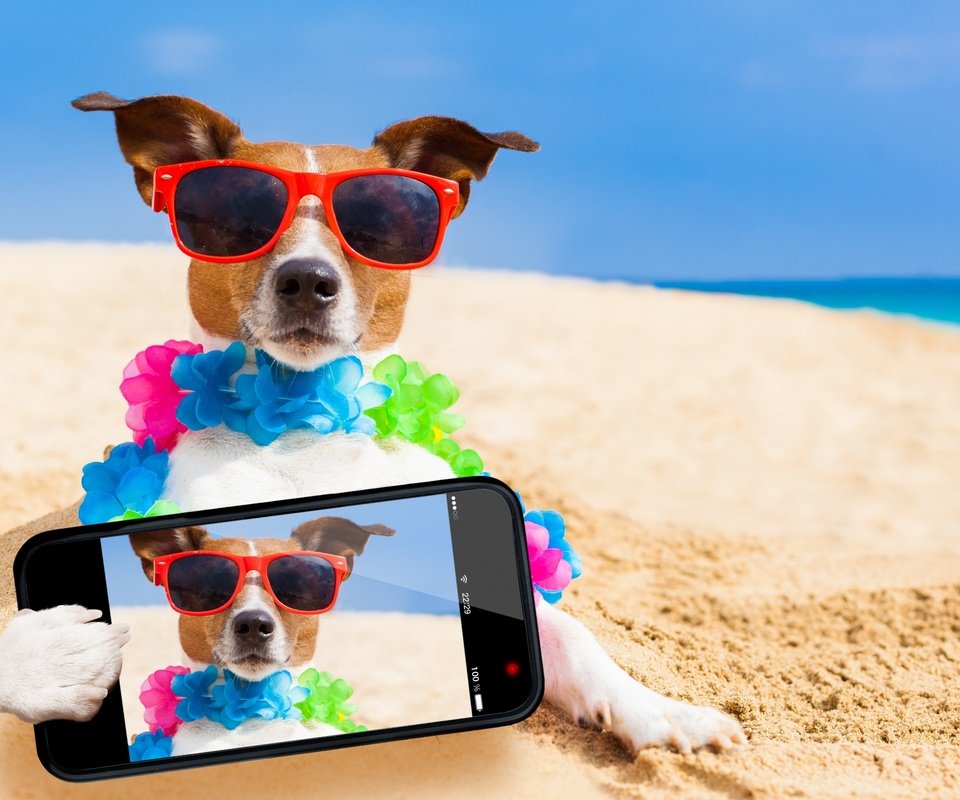 Обои море, телефон, песок, селфи, пляж, джек-рассел-терьер, мордочка, взгляд, очки, собака, юмор, sea, phone, sand, selfie, beach, jack russell terrier, muzzle, look, glasses, dog, humor разрешение 2560x1600 Загрузить