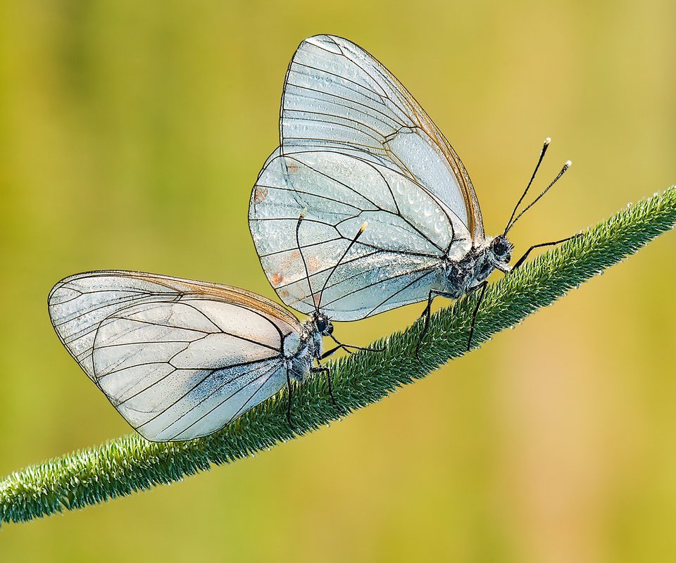 Обои трава, природа, фон, крылья, насекомые, бабочки, растение, davide lopresti, grass, nature, background, wings, insects, butterfly, plant разрешение 1920x1280 Загрузить