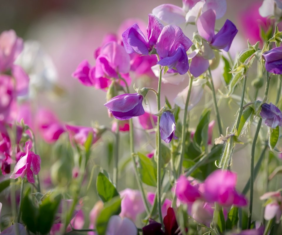 Обои лето, розовый, душистый горошек, summer, pink, sweet peas разрешение 2048x1365 Загрузить