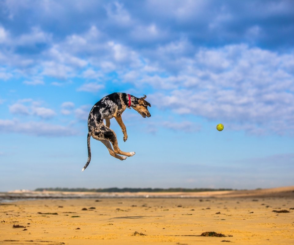 Обои небо, природа, песок, собака, прыжок, игра, мяч, мячик, paul loader, the sky, nature, sand, dog, jump, the game, the ball разрешение 2048x1365 Загрузить