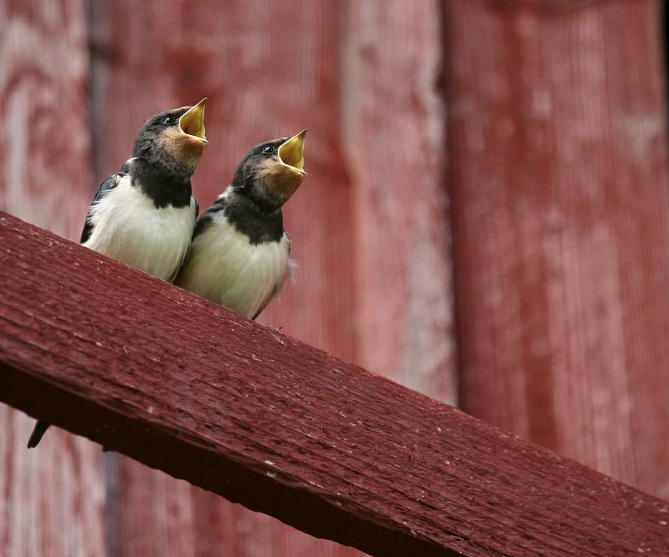 Обои птицы, птенцы, сорока, желторотики, сороки, birds, chicks, forty, wet behind the ears, magpies разрешение 2880x1800 Загрузить