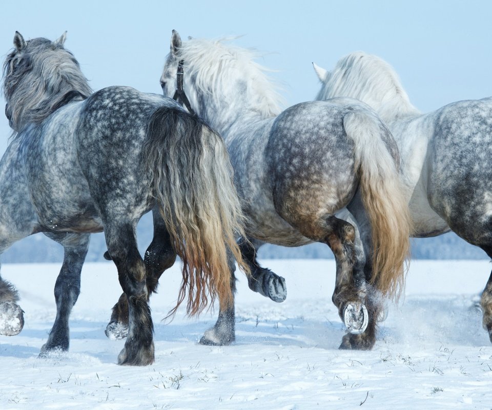 Обои снег, подкова, зима, лошади, кони, грива, хвост, копыта, тройка, snow, horseshoe, winter, horse, horses, mane, tail, hooves, three разрешение 2880x1800 Загрузить