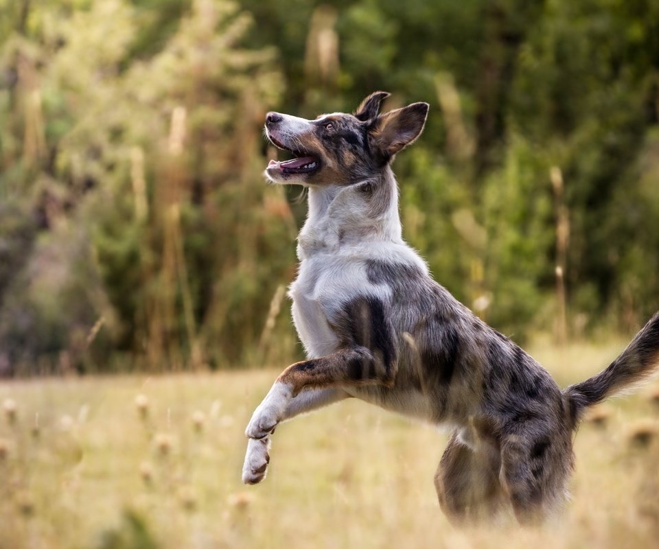 Обои природа, собака, друг, австралийская овчарка, australian sheep, nature, dog, each, australian shepherd разрешение 5182x3297 Загрузить