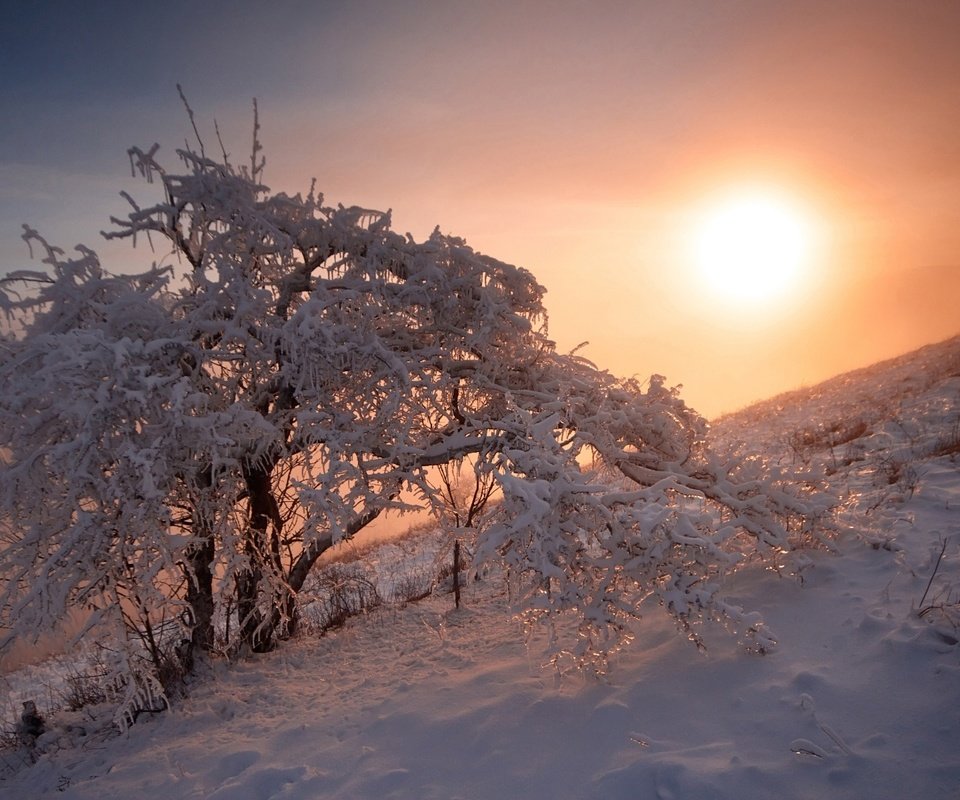 Обои снег, природа, дерево, закат, зима, егор никифоров, snow, nature, tree, sunset, winter, egor nikiforov разрешение 1920x1200 Загрузить