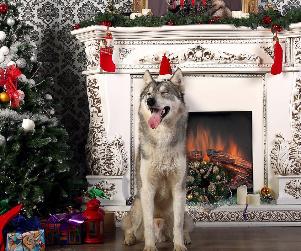 Обои новый год, елка, собака, хаски, камин, язык, new year, tree, dog, husky, fireplace, language разрешение 1920x1200 Загрузить