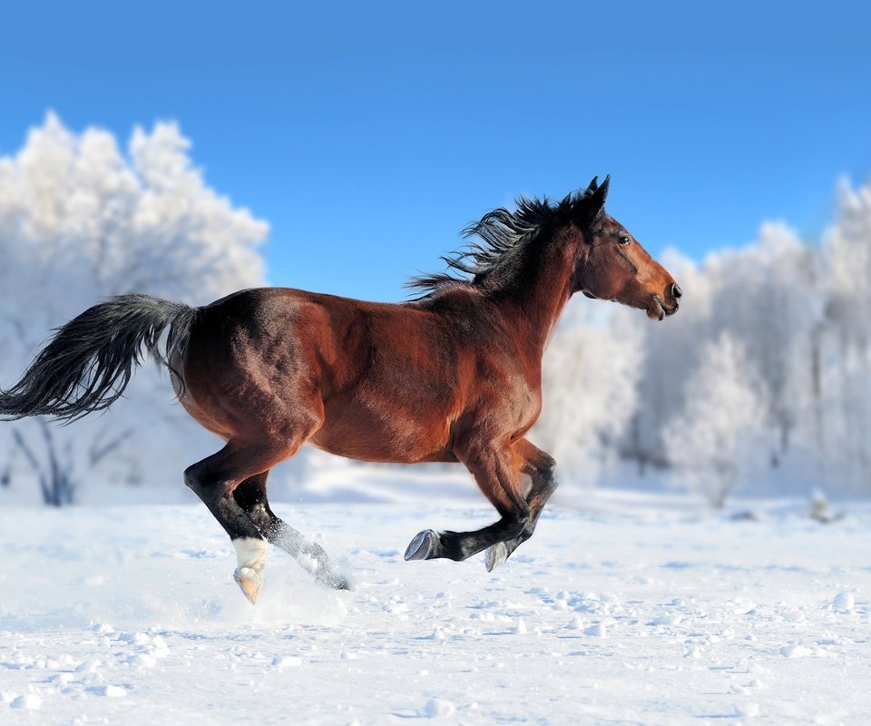 Обои лошадь, снег, зима, конь, грива, бег, хвост, horse, snow, winter, mane, running, tail разрешение 2560x1600 Загрузить