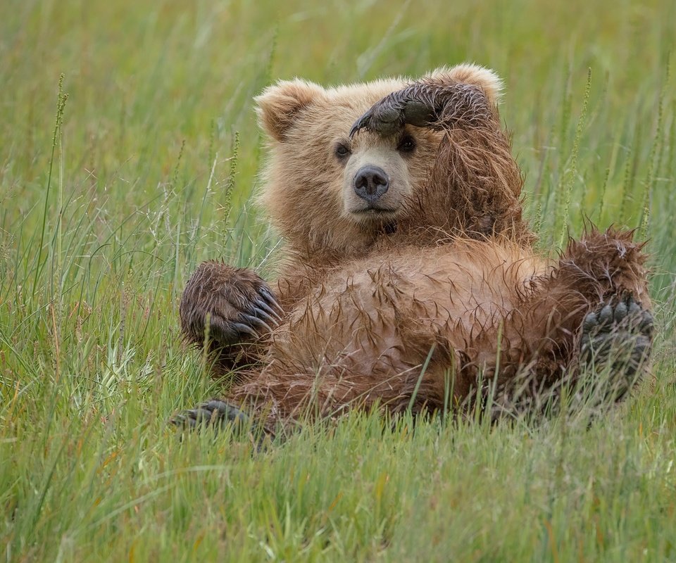 Обои трава, медведь, хищник, игра, животное, медвежонок, grass, bear, predator, the game, animal разрешение 2500x1667 Загрузить