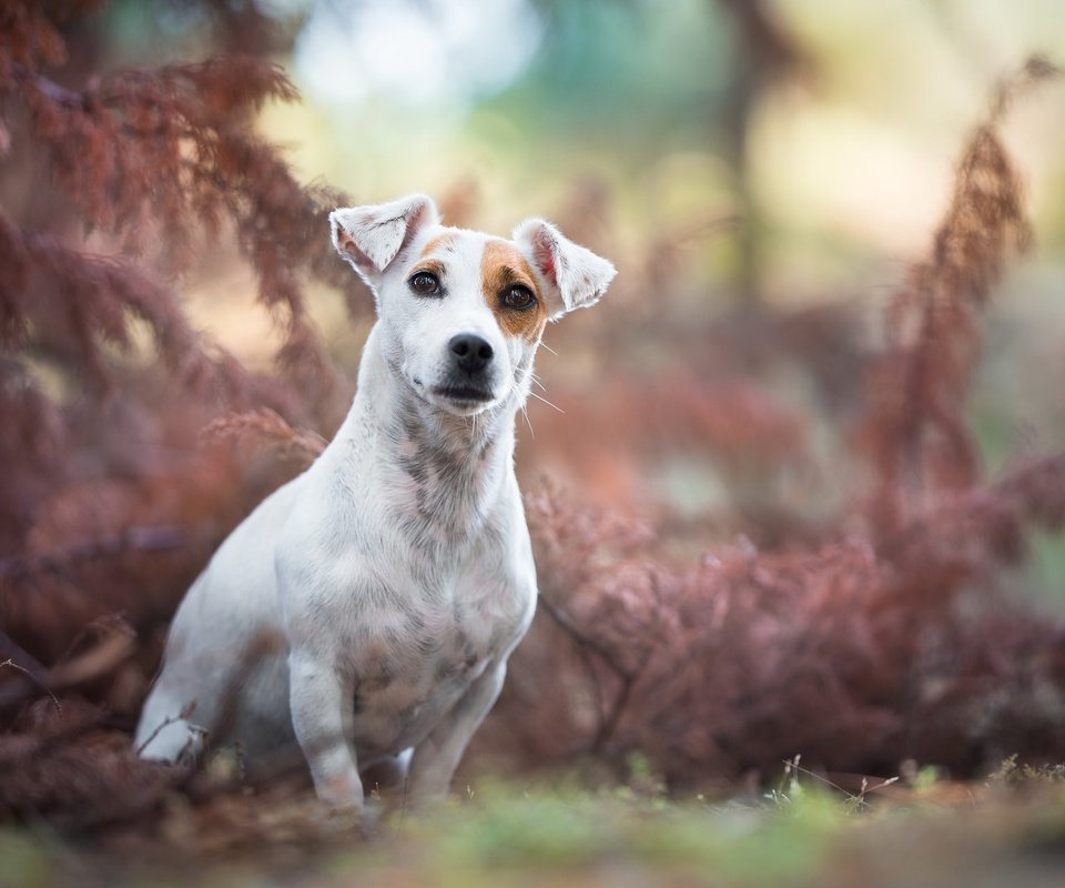 Обои мордочка, взгляд, собака, джек-рассел-терьер, muzzle, look, dog, jack russell terrier разрешение 2048x1284 Загрузить