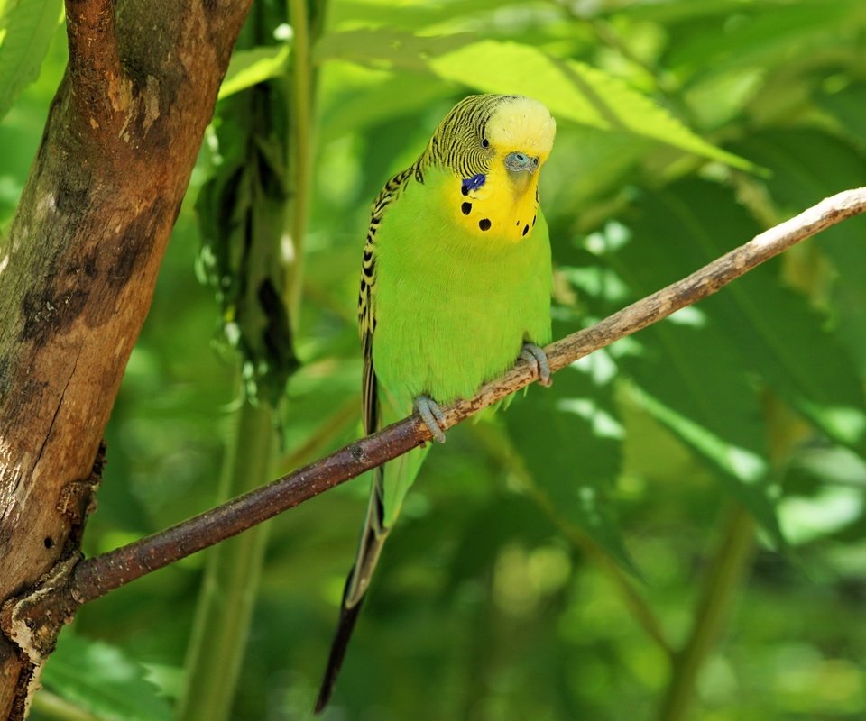 Обои птица, клюв, перья, попугай, волнистый попугайчик, bird, beak, feathers, parrot, budgie разрешение 3432x2388 Загрузить