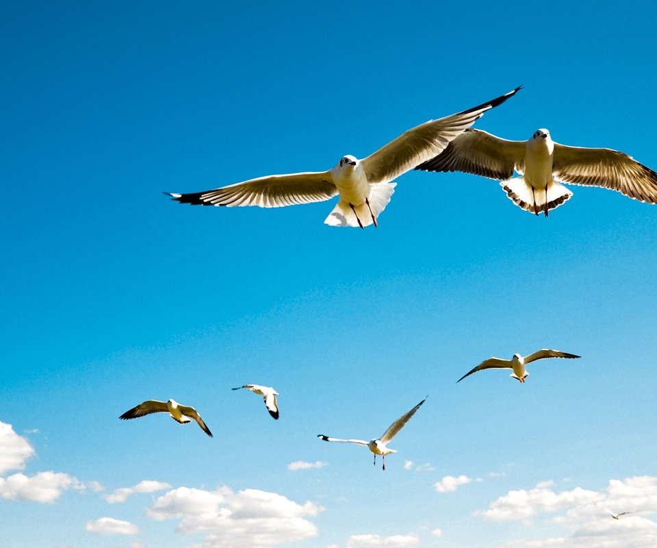 Обои небо, облака, полет, крылья, птицы, чайки, the sky, clouds, flight, wings, birds, seagulls разрешение 1920x1080 Загрузить