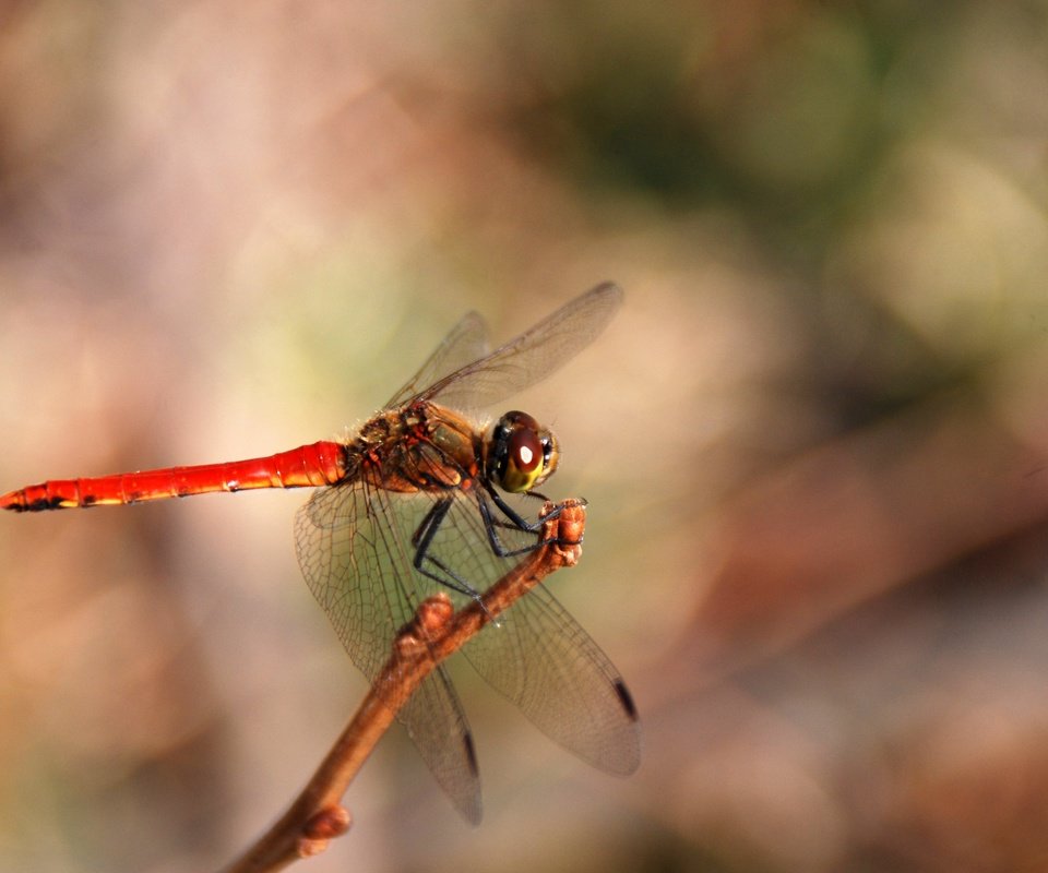 Обои макро, насекомое, крылья, размытость, стрекоза, macro, insect, wings, blur, dragonfly разрешение 3872x2592 Загрузить