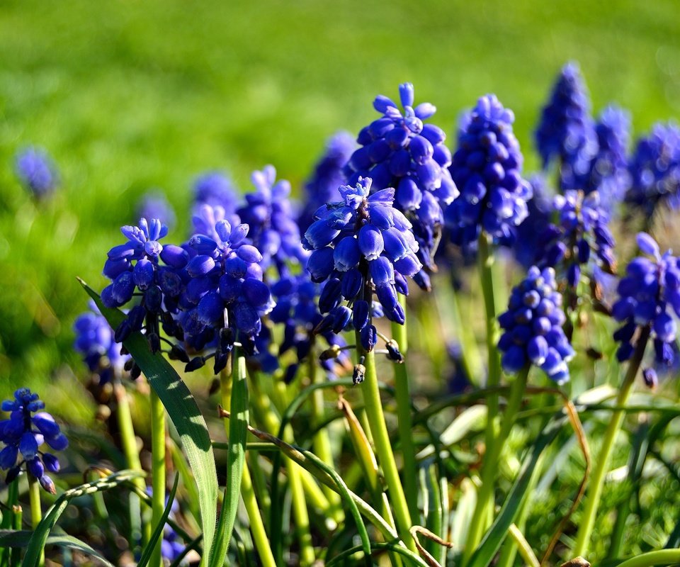 Обои цветы, весна, мускари, flowers, spring, muscari разрешение 4608x3072 Загрузить