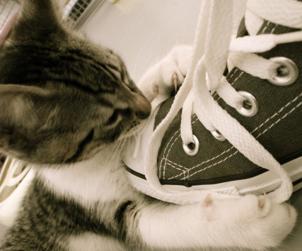 Обои кот, мордочка, кошка, взгляд, котенок, кеды, шнурки, cat, muzzle, look, kitty, sneakers, laces разрешение 3968x2976 Загрузить