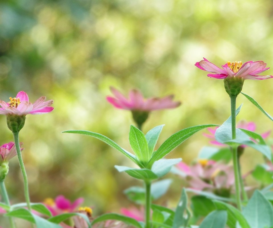 Обои цветы, растения, листья, лепестки, размытость, стебли, flowers, plants, leaves, petals, blur, stems разрешение 3456x2304 Загрузить