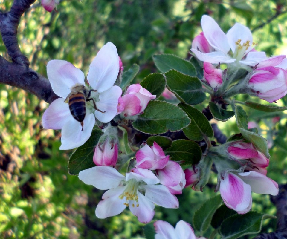 Обои дерево, цветение, насекомое, весна, яблоня, пчела, tree, flowering, insect, spring, apple, bee разрешение 4096x3072 Загрузить