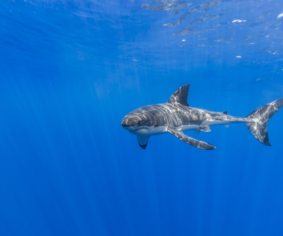Обои природа, море, акула, подводный мир, nature, sea, shark, underwater world разрешение 5199x3466 Загрузить
