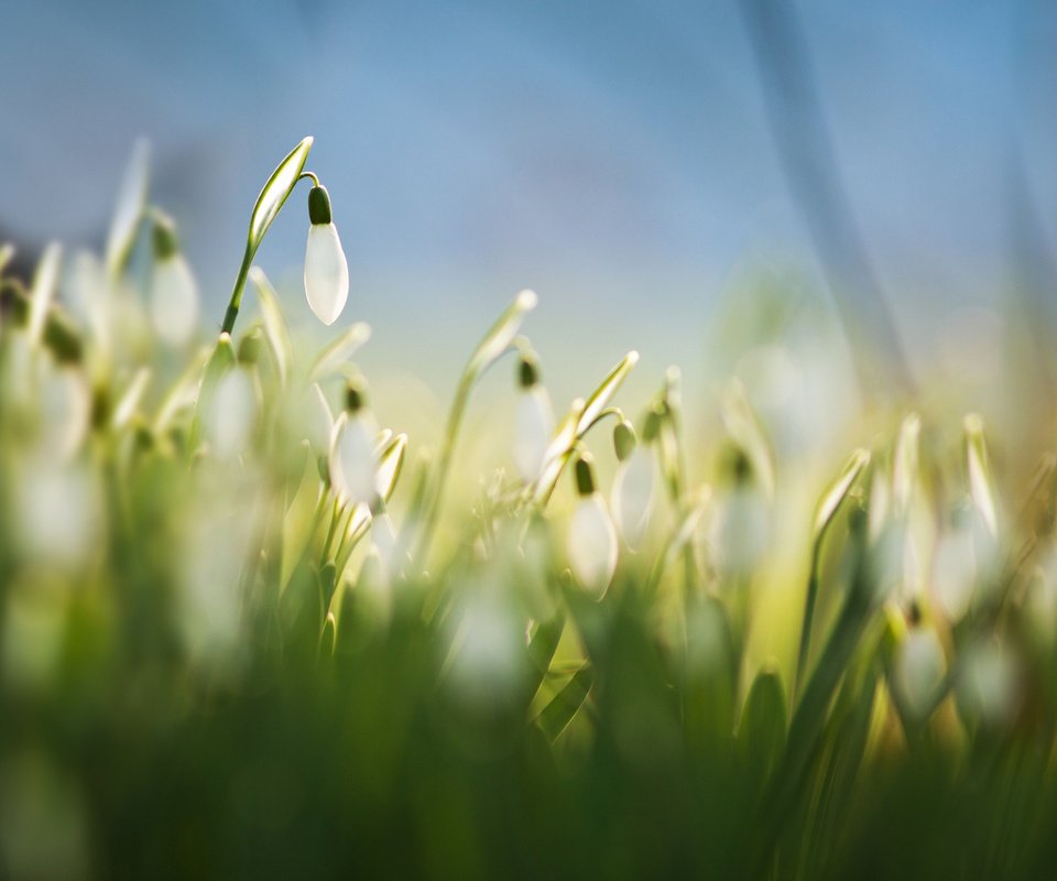 Обои цветы, трава, размытость, весна, белые, подснежники, flowers, grass, blur, spring, white, snowdrops разрешение 2048x1418 Загрузить