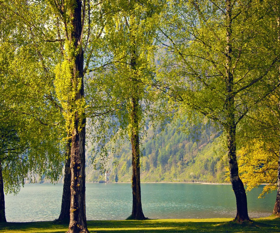 Обои деревья, озеро, природа, березы, швейцария, весна, trees, lake, nature, birch, switzerland, spring разрешение 2560x1600 Загрузить