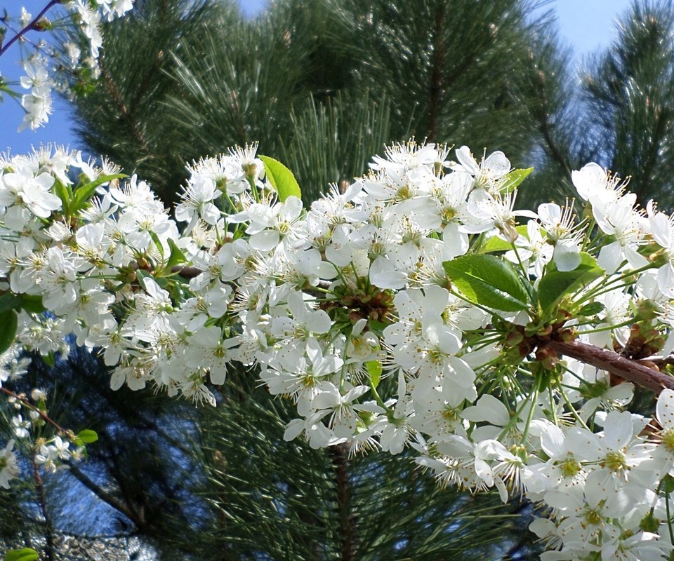 Обои ветка, цветение, весна, вишня, branch, flowering, spring, cherry разрешение 1920x1200 Загрузить
