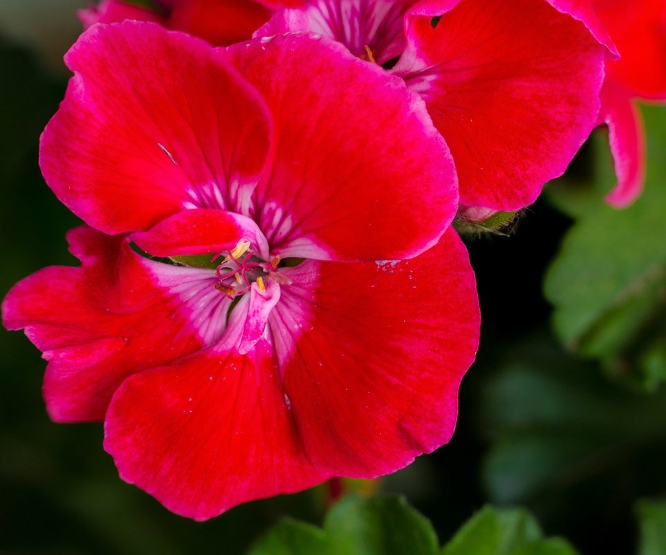 Обои цветы, листья, макро, лепестки, герань, flowers, leaves, macro, petals, geranium разрешение 2137x1424 Загрузить