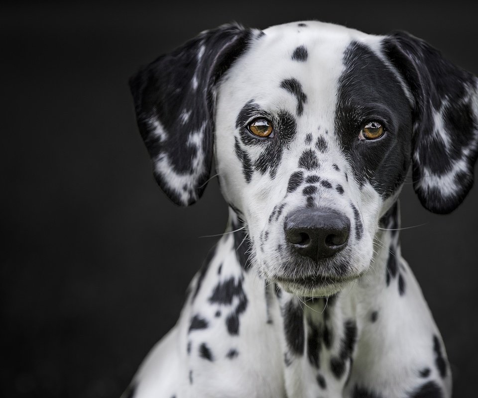 Обои портрет, мордочка, взгляд, собака, черный фон, далматин, portrait, muzzle, look, dog, black background, dalmatian разрешение 2048x1365 Загрузить