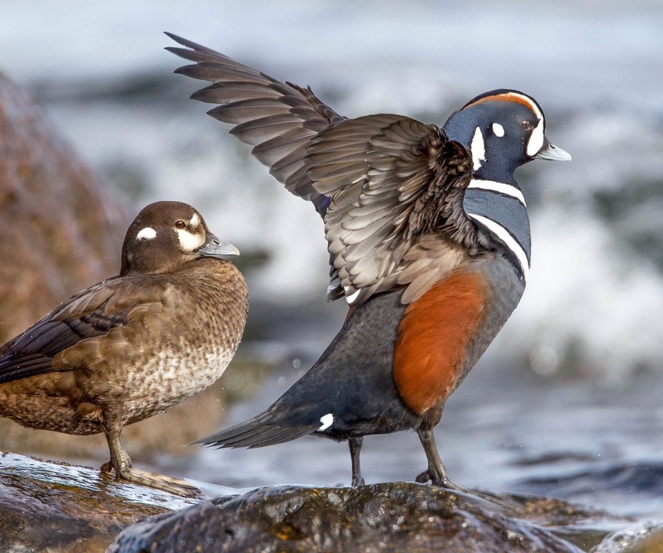 Обои вода, камни, крылья, птицы, клюв, пара, утка, каменушка, water, stones, wings, birds, beak, pair, duck, kamenushka разрешение 2048x1152 Загрузить