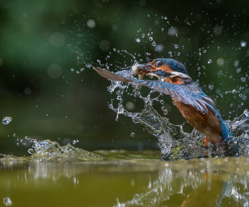 Обои вода, улов, полет, капли, крылья, брызги, птица, рыбка, зимородок, water, catch, flight, drops, wings, squirt, bird, fish, kingfisher разрешение 2048x1365 Загрузить