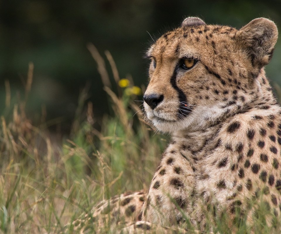 Обои морда, трава, взгляд, хищник, гепард, дикая кошка, face, grass, look, predator, cheetah, wild cat разрешение 5720x3813 Загрузить