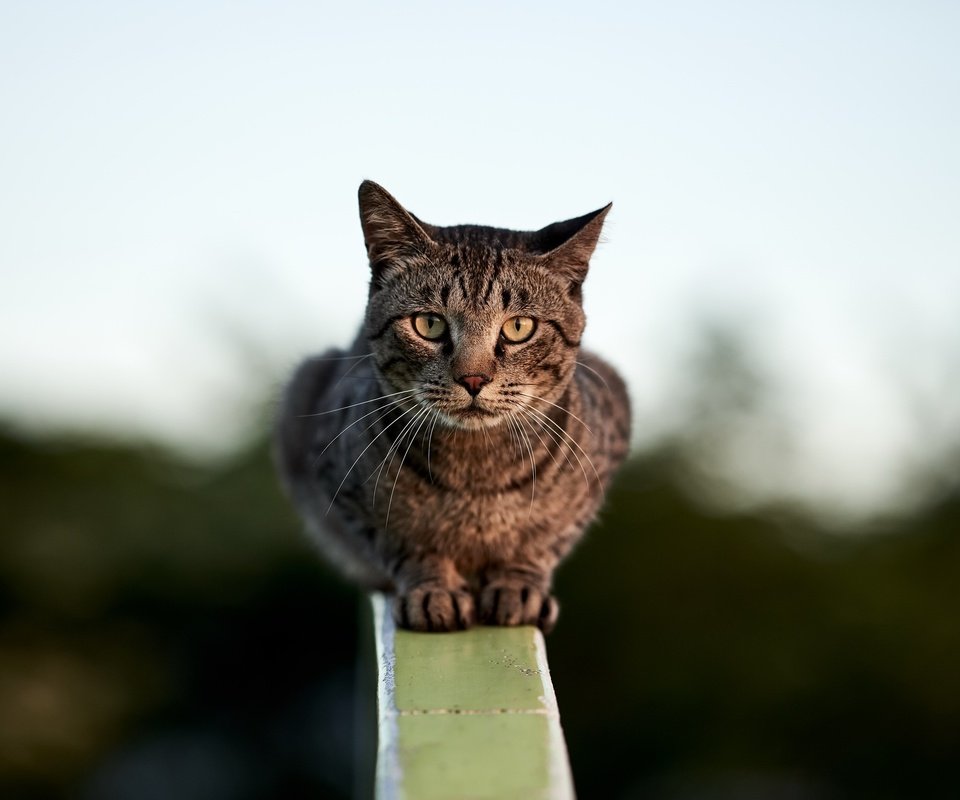 Обои фон, кошка, сидит, перила, боке, размытый, background, cat, sitting, railings, bokeh, blurred разрешение 2560x1709 Загрузить