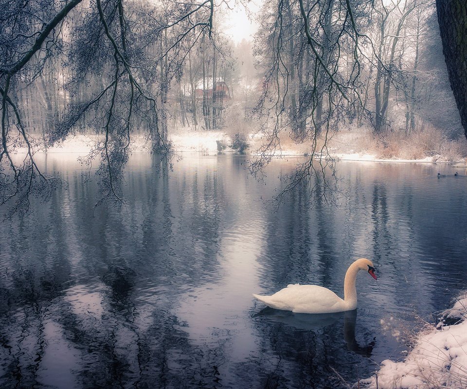 Обои озеро, дерево, зима, парк, ветки, птица, лебедь, lake, tree, winter, park, branches, bird, swan разрешение 1920x1200 Загрузить