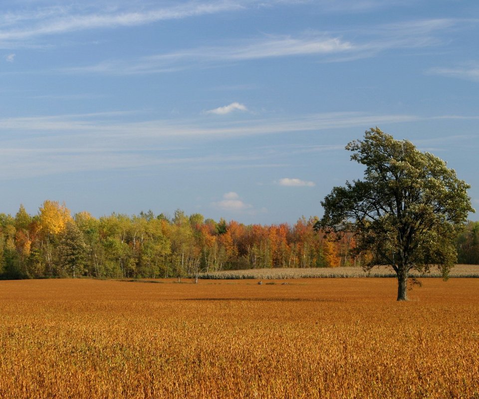 Обои небо, деревья, поле, осень, the sky, trees, field, autumn разрешение 1920x1080 Загрузить