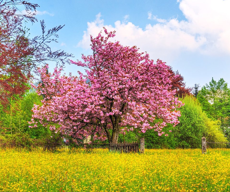 Обои небо, деревья, природа, цветение, поле, весна, вишневое дерево, the sky, trees, nature, flowering, field, spring, cherry tree разрешение 1920x1080 Загрузить