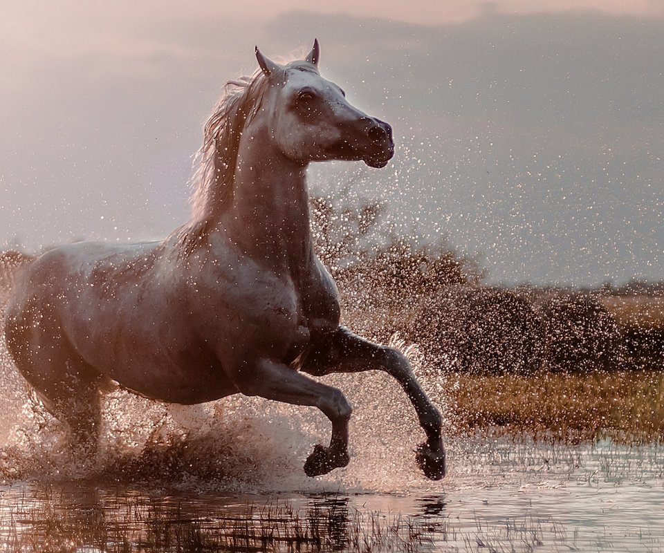 Обои брызги, конь, бег, squirt, horse, running разрешение 1920x1080 Загрузить