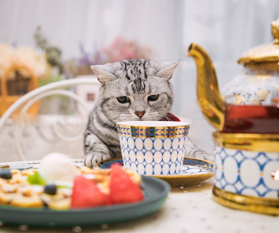 Обои кошка, стол, сидит, чашка, нюхает, cat, table, sitting, cup, sniffing разрешение 2048x1287 Загрузить