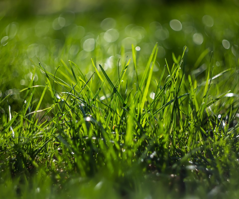 Обои трава, природа, макро, боке, grass, nature, macro, bokeh разрешение 2185x1457 Загрузить