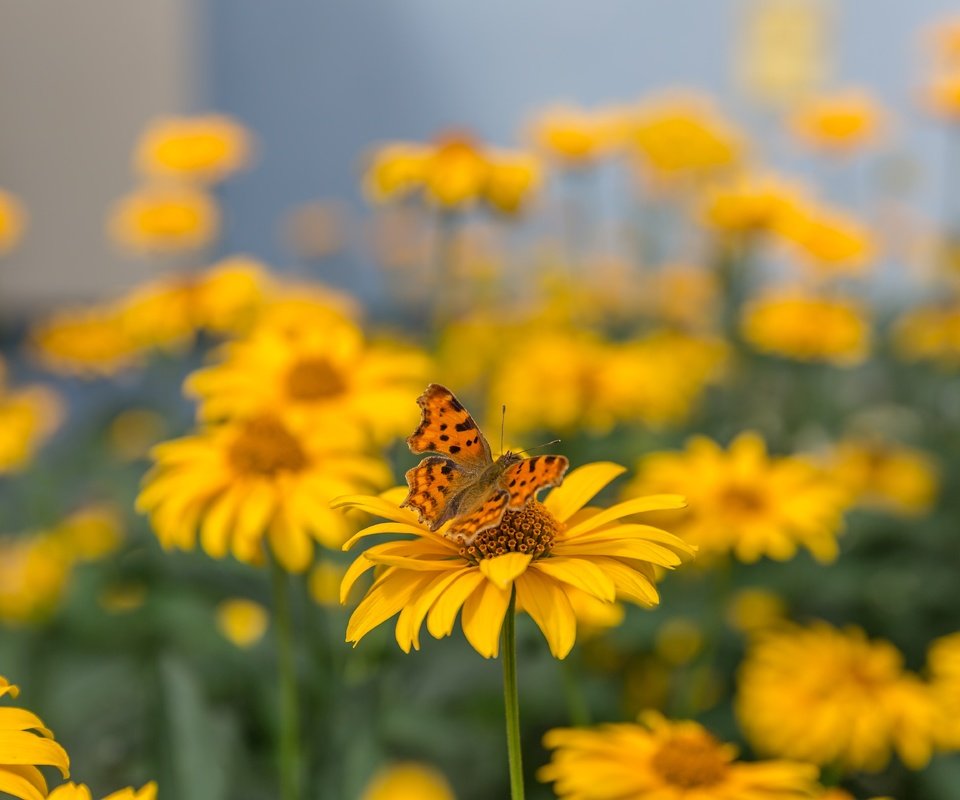 Обои цветы, макро, насекомое, лето, бабочка, желтые, боке, размытый фон, flowers, macro, insect, summer, butterfly, yellow, bokeh, blurred background разрешение 5760x3840 Загрузить