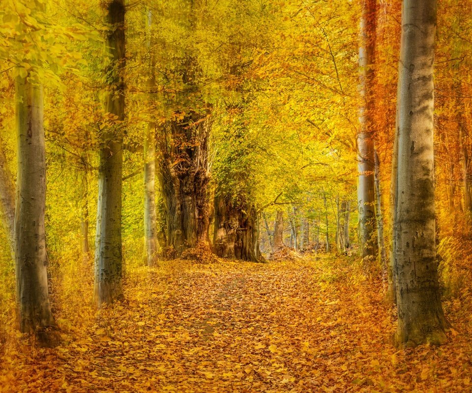 Обои деревья, лес, листья, парк, осень, желтые, аллея, trees, forest, leaves, park, autumn, yellow, alley разрешение 2048x1365 Загрузить